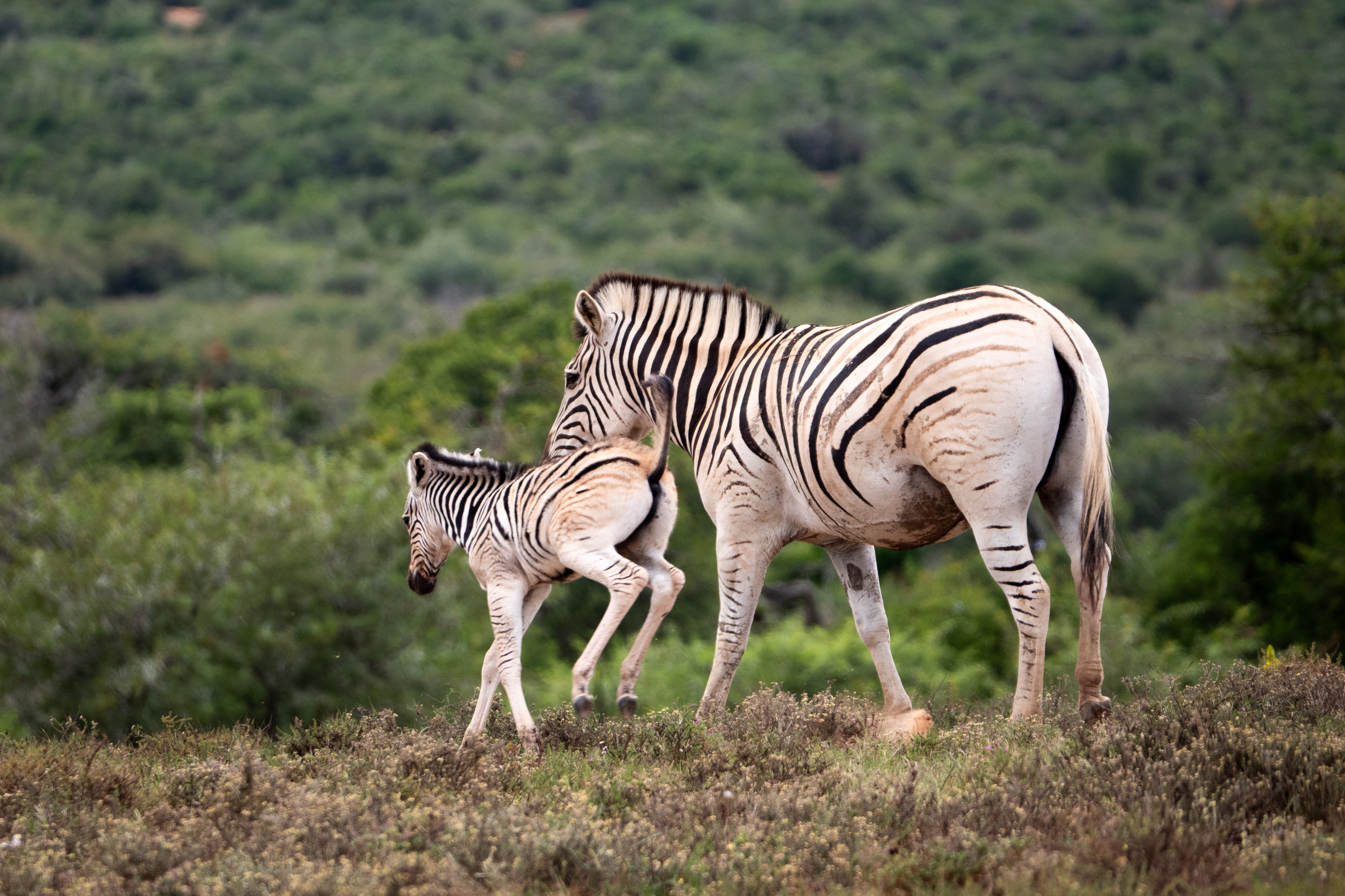 Burchell's Zebra